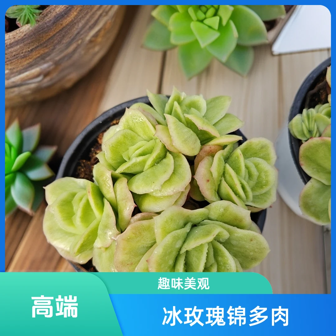 冰玫瑰锦      11多肉