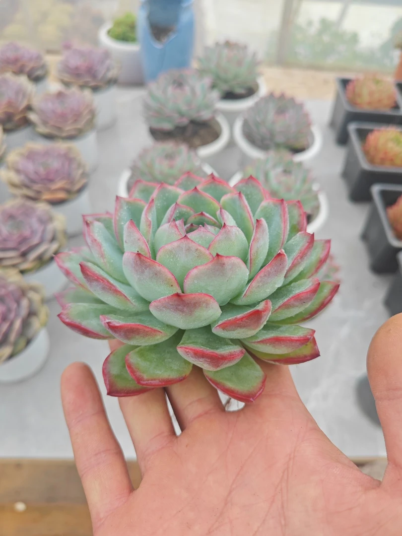 精控荷花 11多肉