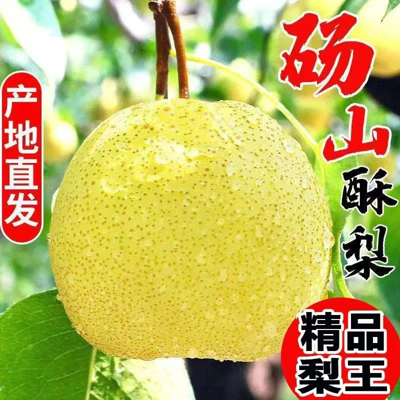 精品砀山酥梨百年梨树新鲜水果脆甜皮薄多汁可做梨膏罐头整箱批发