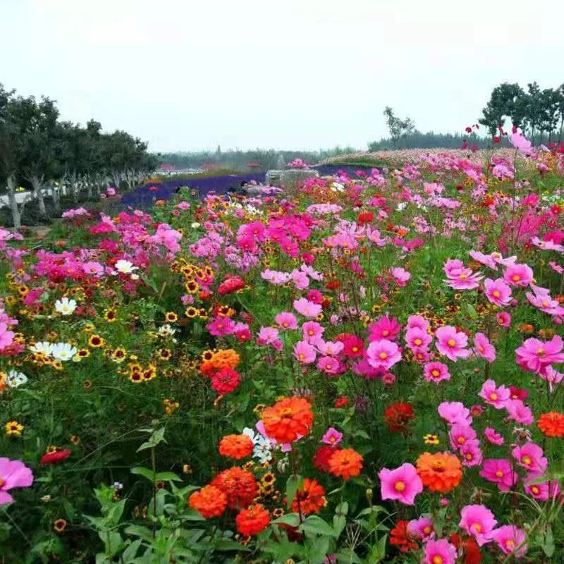 庭院耐寒花种多年生野花组合司机开花波斯菊格桑花户外花种子