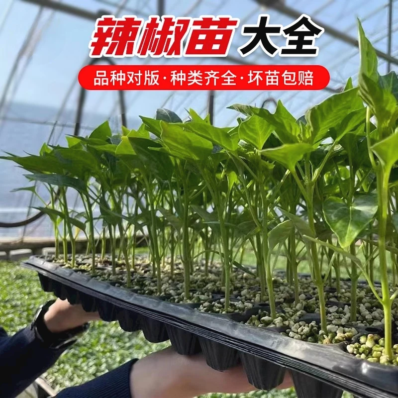 高产辣椒苗带土秧苗蔬菜苗朝天椒线椒薄皮椒螺丝椒四季地栽盆栽