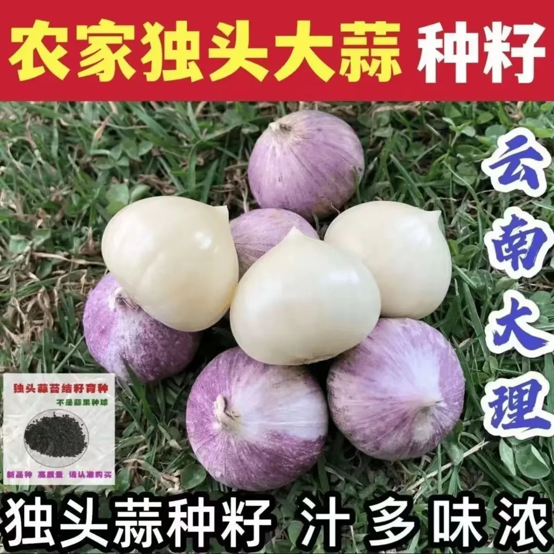 【3.99抢600粒】独头蒜种子秋季播种紫皮大蒜阳台庭院地栽蔬菜种子