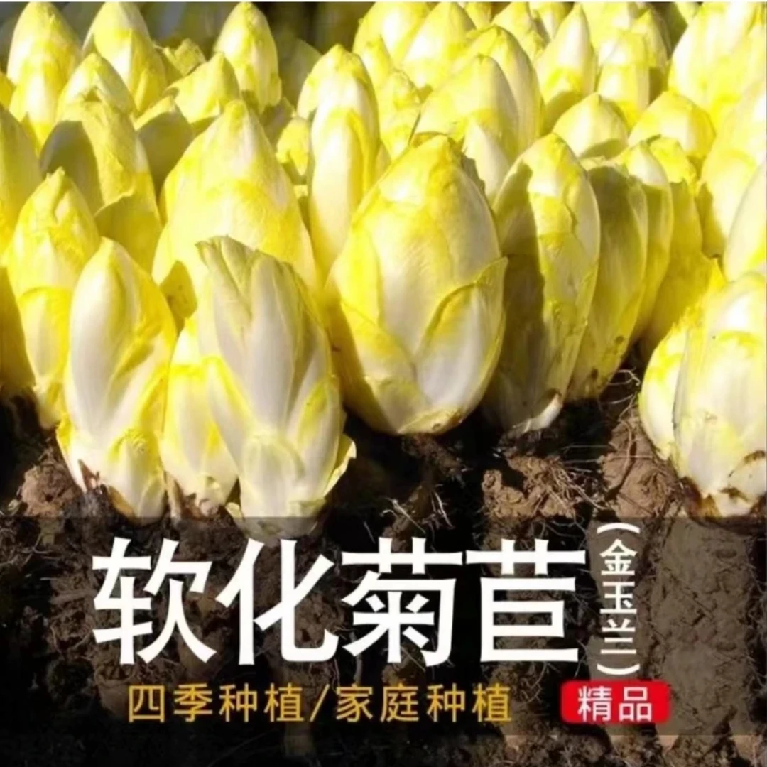 金玉兰菜种子软化菊苣苦苣种子菜根种孑种苗兰种子芽菜种子