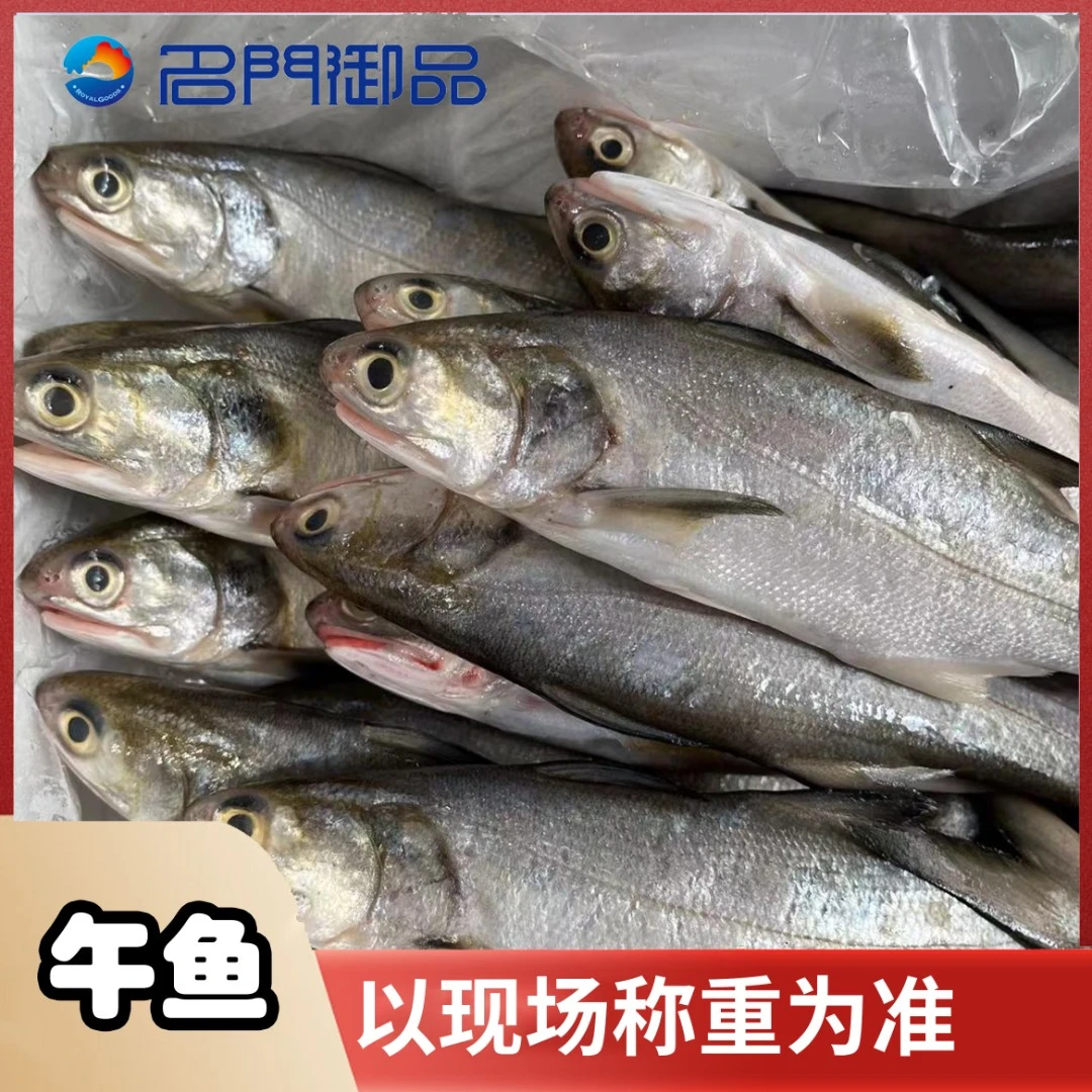 【午鱼】午鱼 新鲜鱼类午鱼福建省内可拍 按斤拍