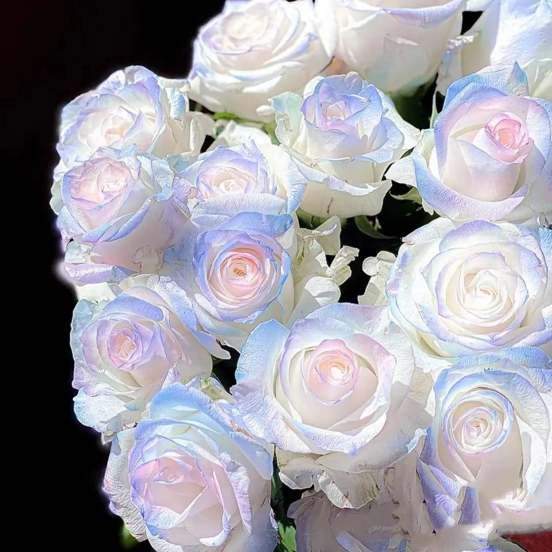 玫瑰花种子四季种子种植耐寒耐旱开花易活室内室外盆栽花卉种孑