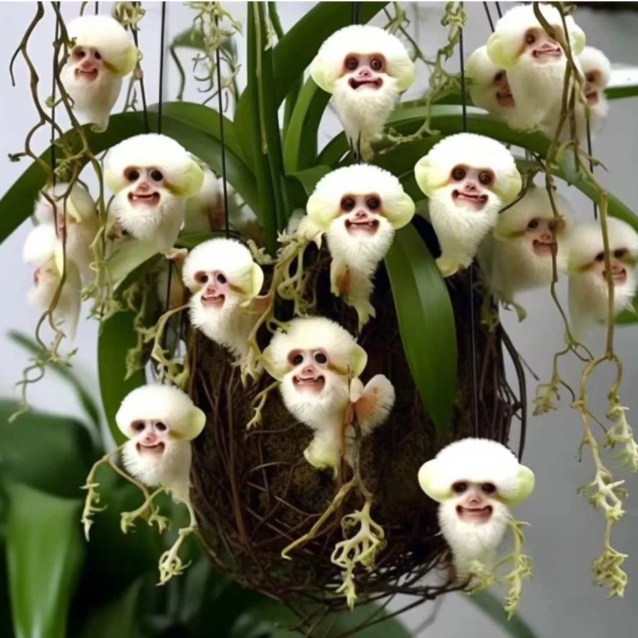 猴面兰花花种子种籽子四季播种易活开花植物室内室外花籽庭院阳台