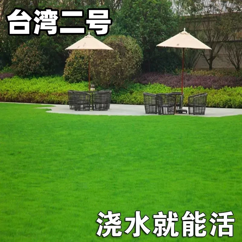 台湾2号草坪种子结缕草草籽矮生四季青种子台湾青草籽台湾草草种