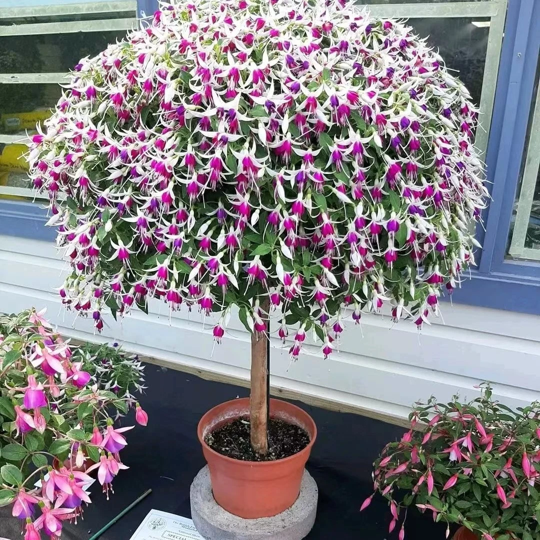 铃铛花四季易活盆栽花卉植物花种子籽花籽室内室外阳台庭院常开花