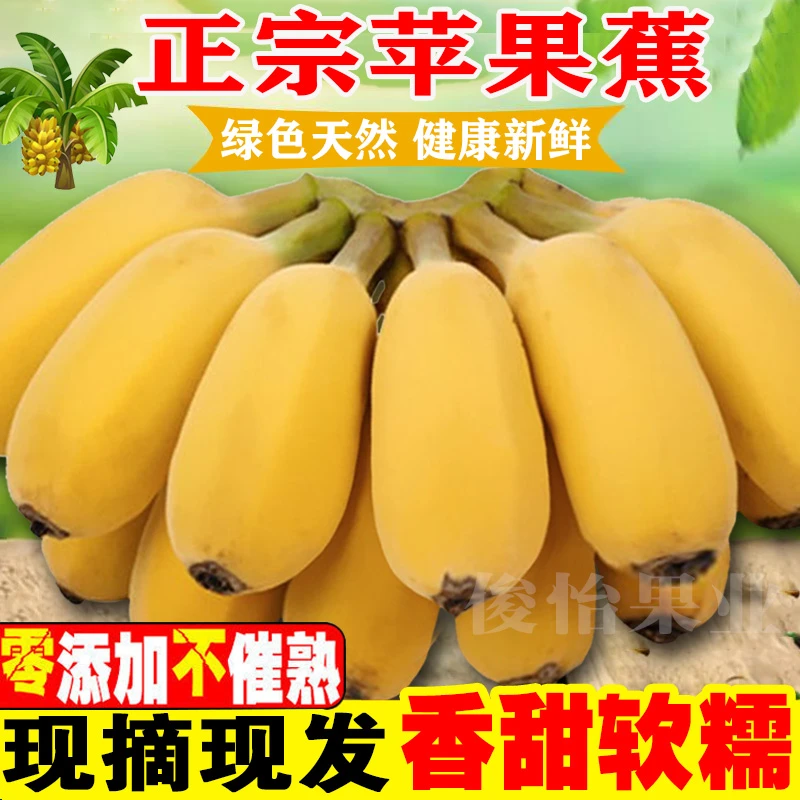 【星域生鲜】现摘广西苹果蕉甜当季新鲜水果10/5斤西贡蕉粉蕉香蕉