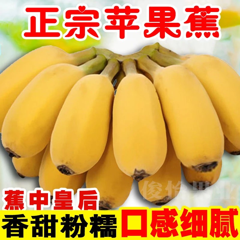 【点关注福利】广西香甜苹果蕉应季新鲜水果粉香蕉自然熟1/3/5/10斤