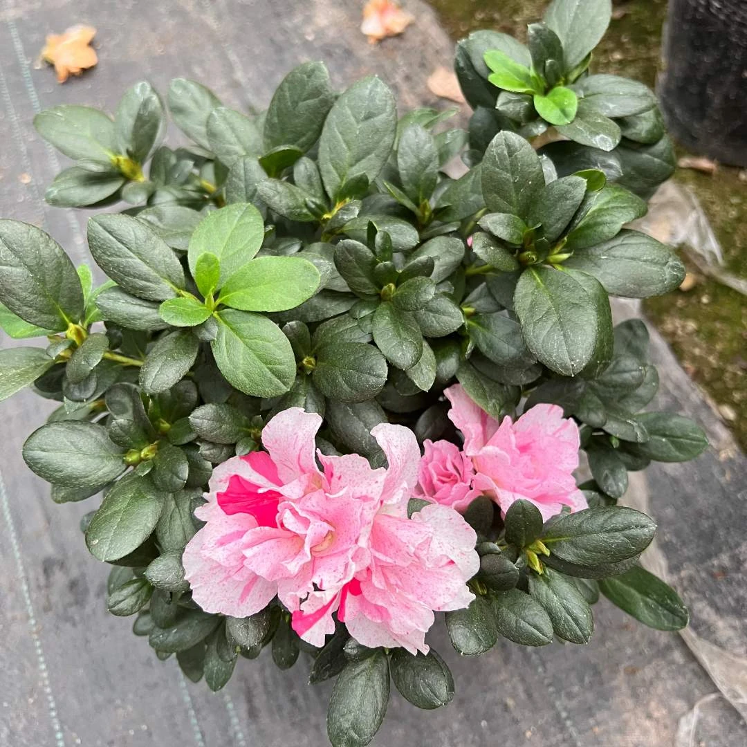 【五宝喷砂】精品杜鹃花彩花带花苞好养活基地直发手工环保花色