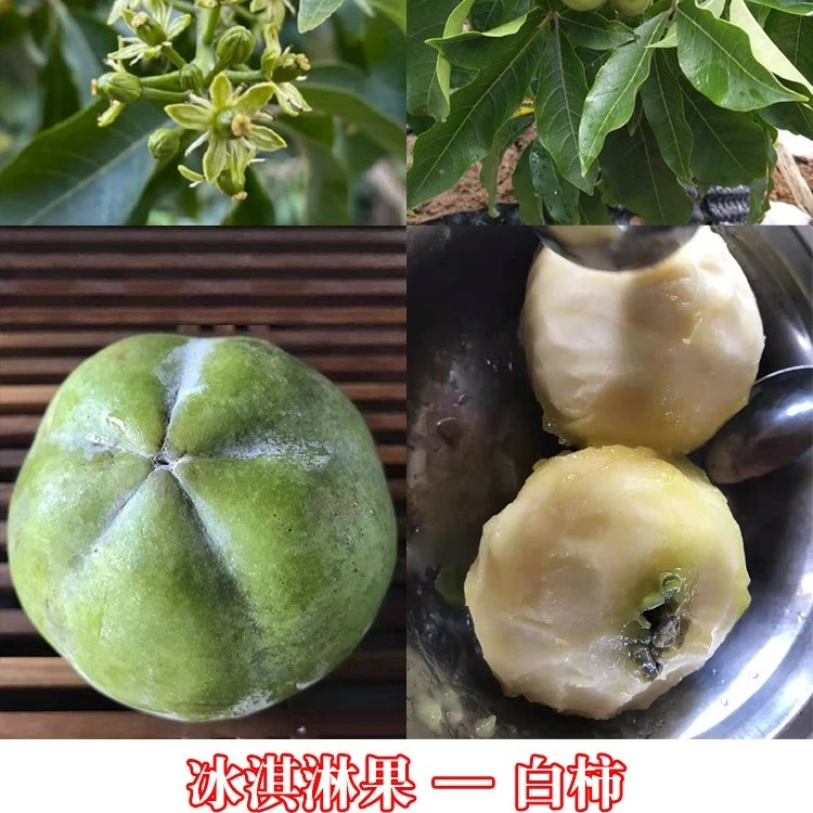 白柿冰淇淋果，W4，黄蜜，葡萄白，热带水果，口感细腻香甜