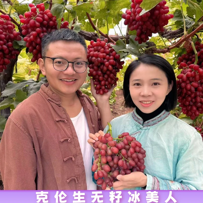 [京东/顺丰包邮]克伦生葡萄冰美人口口脆小糖豆纯甜无酸无籽葡萄