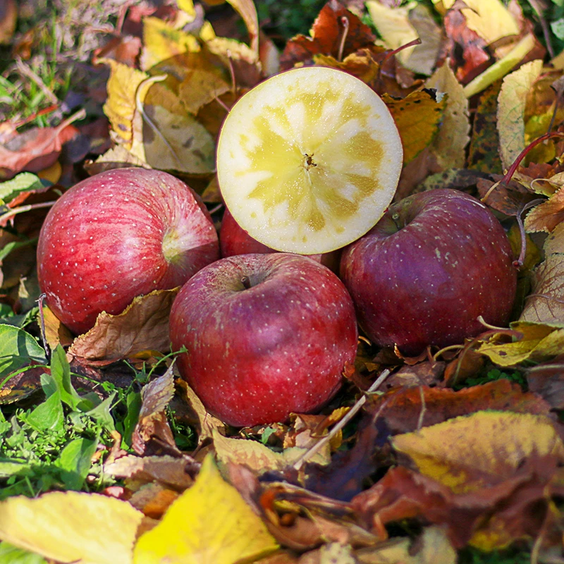 【顺丰/京东包邮】 汉源高山糖心红富士丑苹果脆甜多汁6/8/12枚装