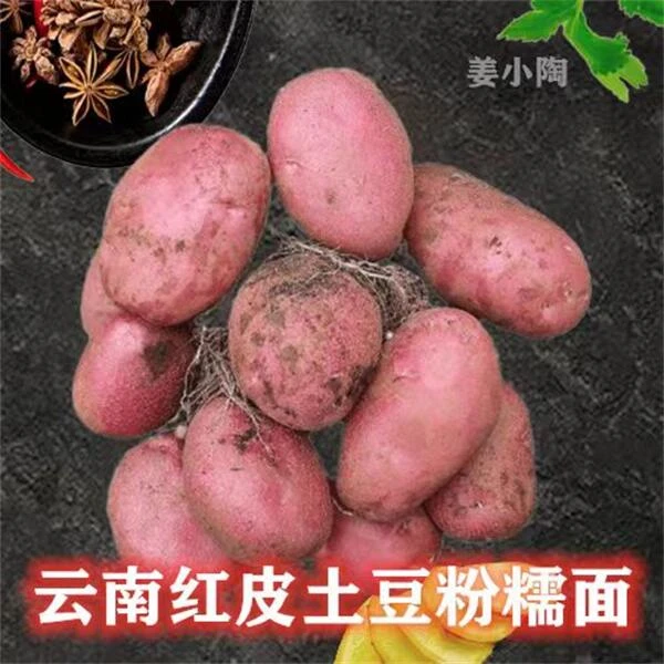 姜小陶2024年新鲜现挖云南高山红皮黄心小土豆洋芋马铃薯黄心土豆