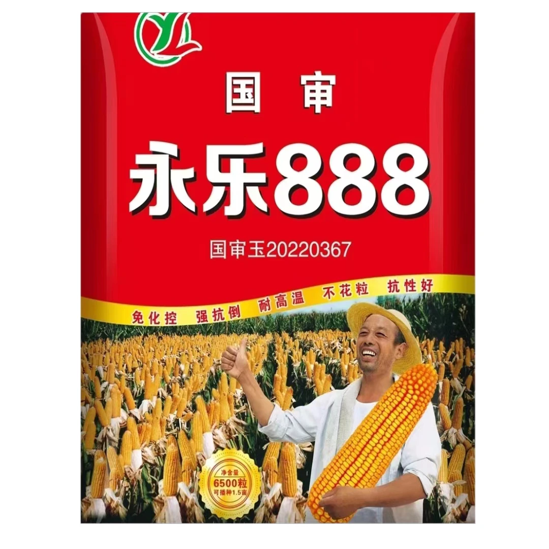 永乐888玉米种子6500粒，抗倒伏 抗高温 抗锈病 产量高 一袋一亩半