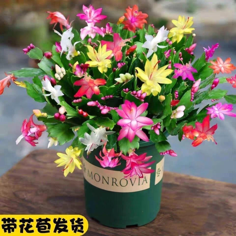 【袋】彩色蟹爪兰年宵花 带花苞好养易活室内花卉室内阳台客厅