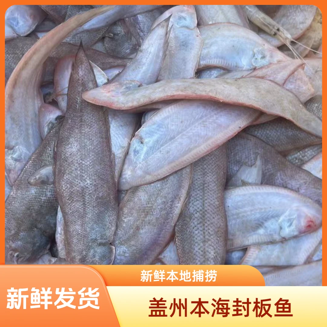 【新鲜3斤】盖州北海本海本地小封板鱼-包邮