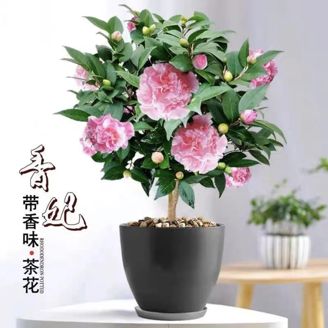 名贵花卉 香妃山茶花盆栽带花苞 阳台庭院植物花卉 四季开花