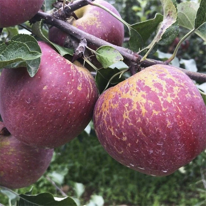 冰糖心丑苹果树苗嫁接四川云南贵州南方北方种植耐寒当年结果地栽