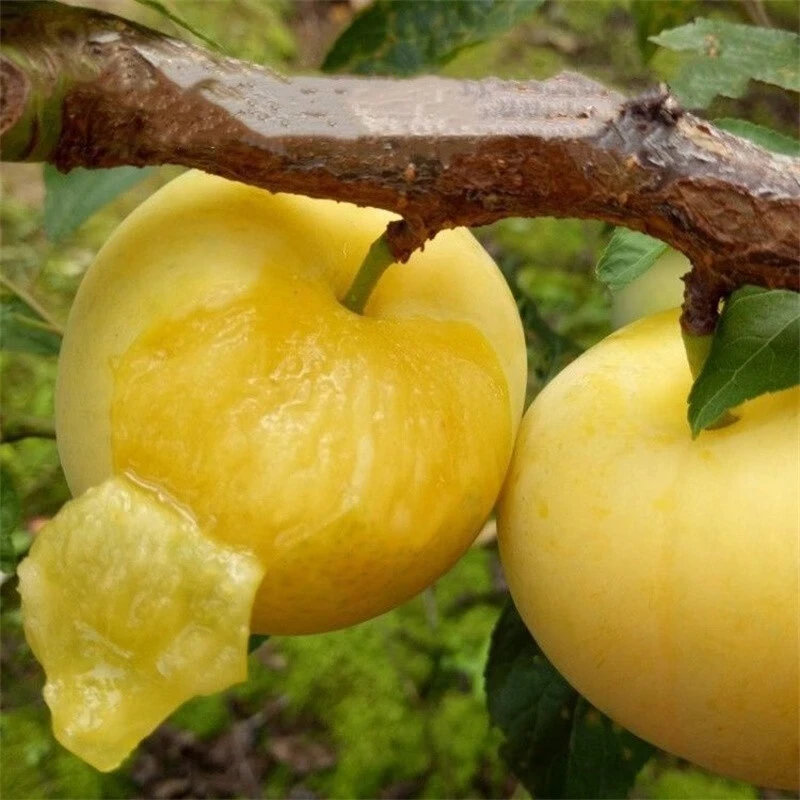 玉皇李子树苗 御黄李又名嘉靖果苗新品种超甜 正宗嫁接南北