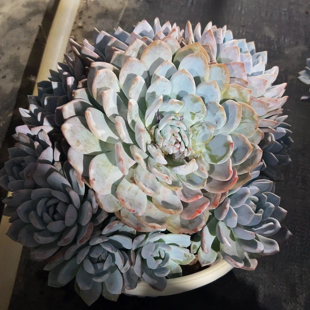 不****呀不务正业的养肉橙子发货