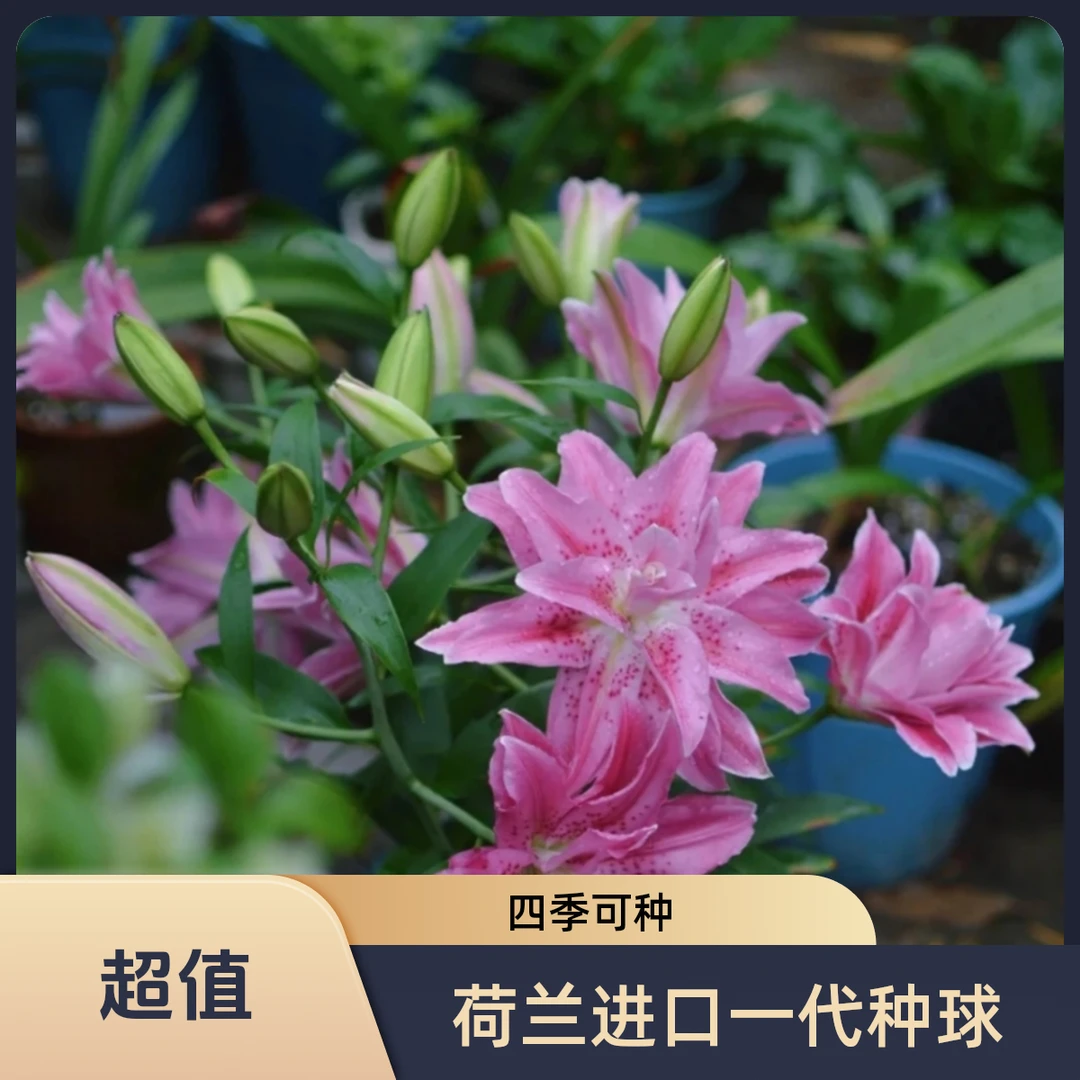 荷兰进口一代种球。艾斯拉香水百合种球室内种植