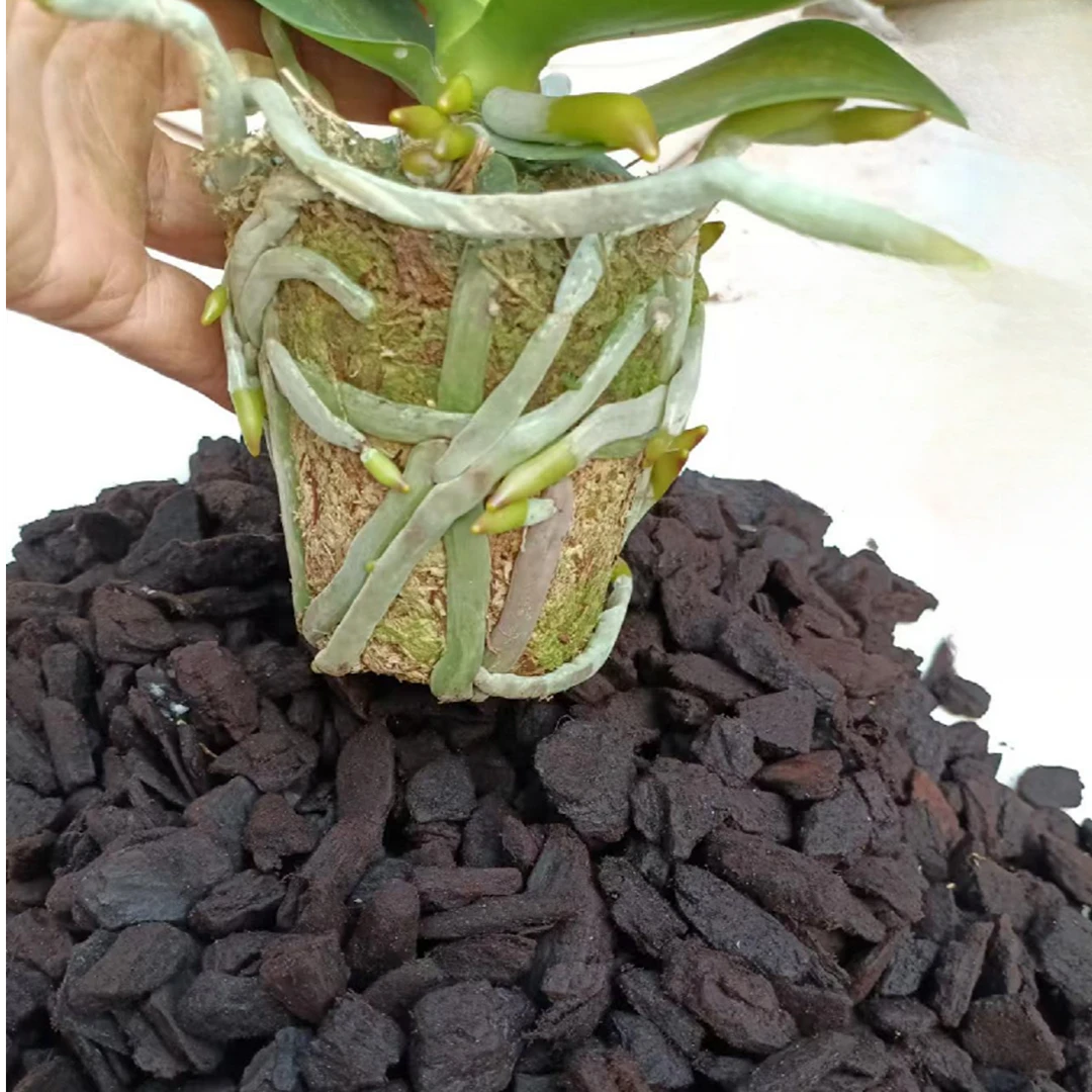 湿养新西兰进口松树皮发酵腐熟蝴蝶兰石斛垫材大块松鳞