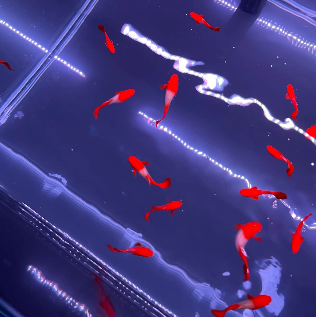 孔雀鱼鸿运当头孔雀鱼小型观赏鱼淡水鱼易养活易繁育