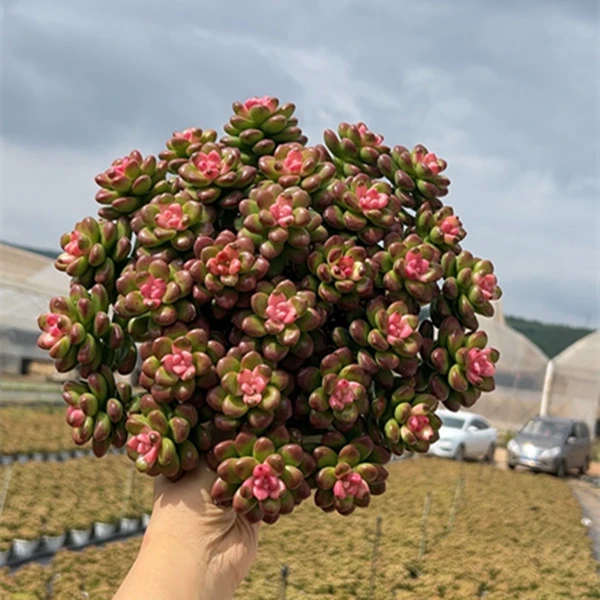 R 胭脂豆  多肉植物  好养耐活 不挑环境  耐旱  萌萌多肉