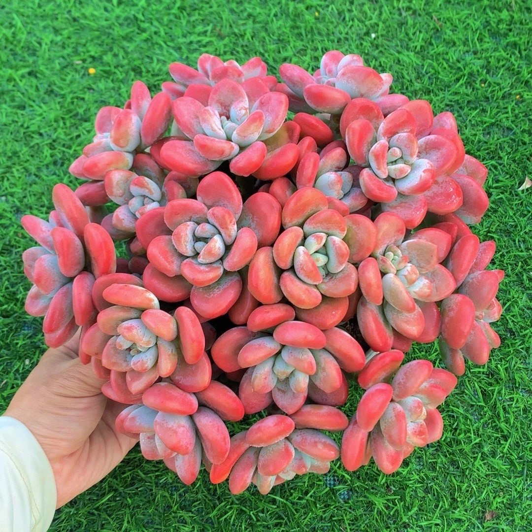 Z红洛神  好看好养 新手好养 阳台好养 带盆带土