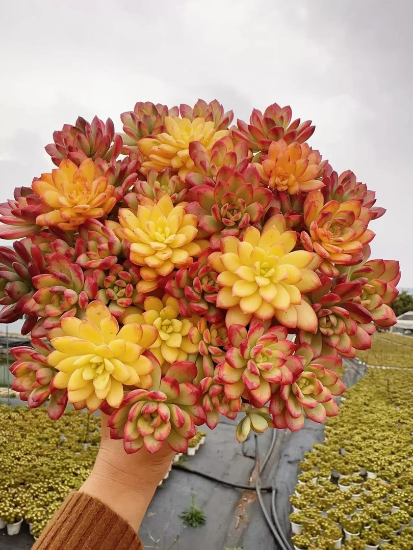 W【七彩云南 】 15-16cm  好养耐活 不挑环境  耐寒  向阳多肉