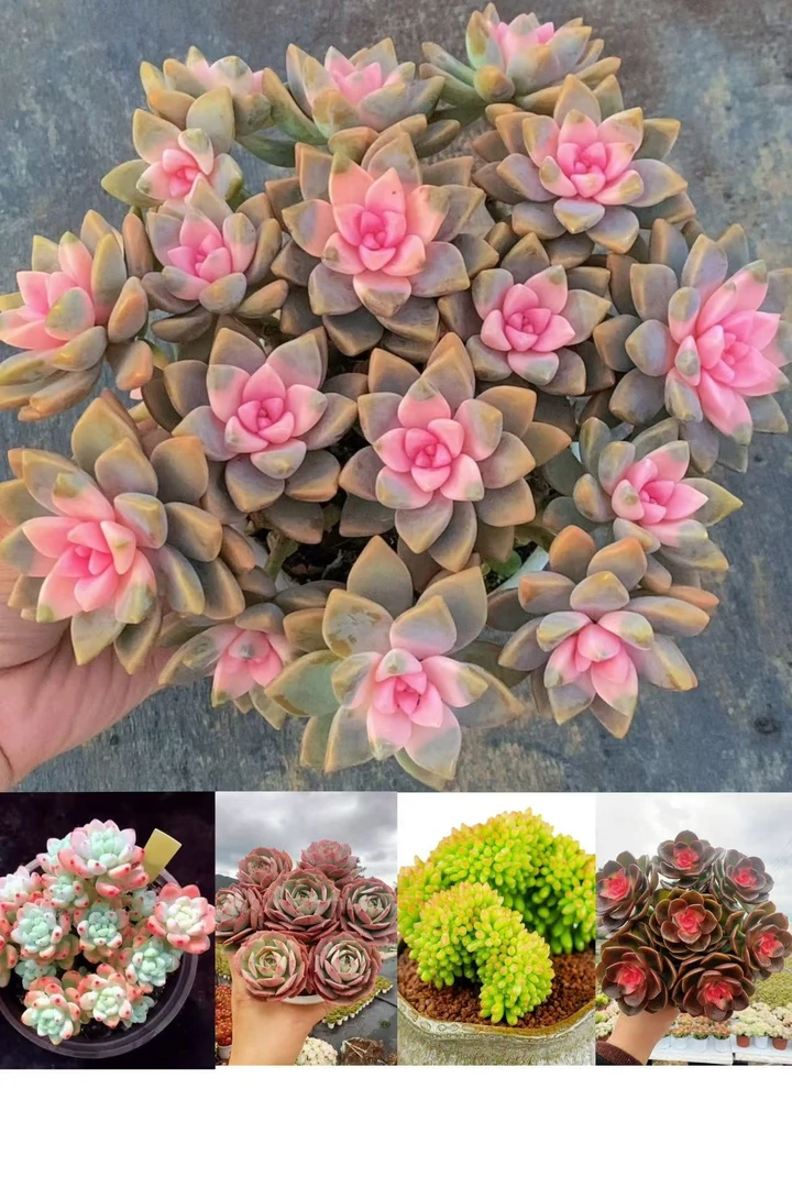 W【 粉樱花组合 】多肉植物  好养耐活 不挑环境    向阳多肉