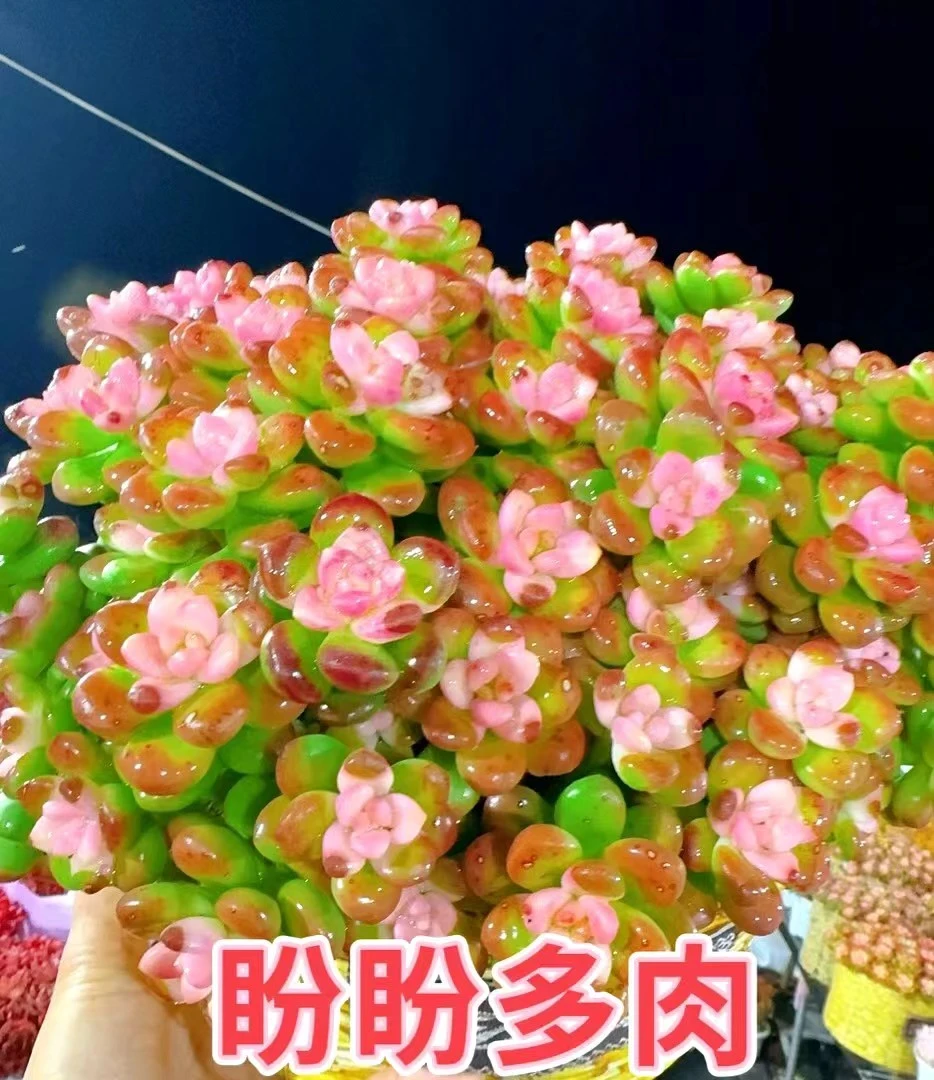 xs彩虹胭脂豆+草编篮 新手好养 带盆带土  云南基地直发