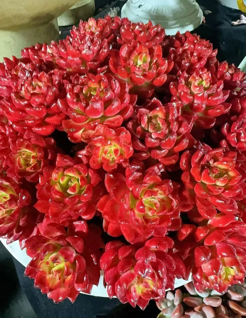 H爱马仕玫瑰+罗马盆  一晒就红 红的更久  带盆带土 云南基地直发