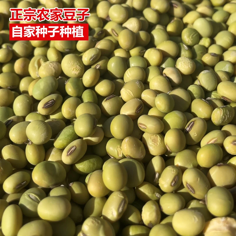 江西赣南农家自种小黄豆老品种做豆腐打豆浆非转基因豆子绿皮青皮