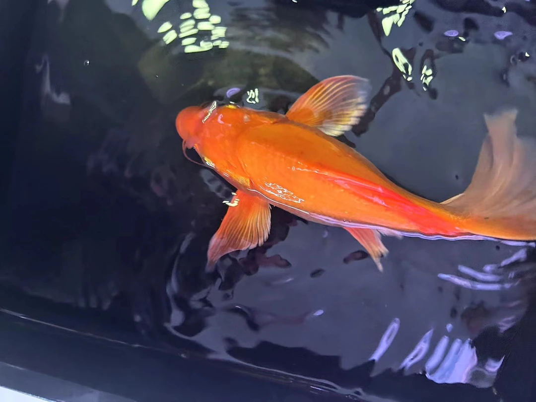 红色短身精品蝴蝶鲤，大尾大鳍