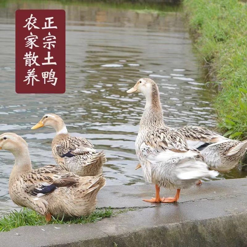农村手工腌制咸麻鸭生态家禽肉质鲜美冷链绿色助农日晒风干