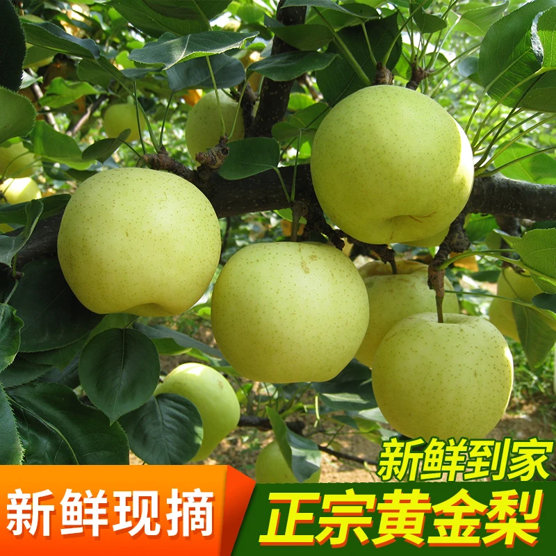【蹇宏秘书长专属】现摘现发当季水果湖北宣恩黄金梨 9 个装精选果