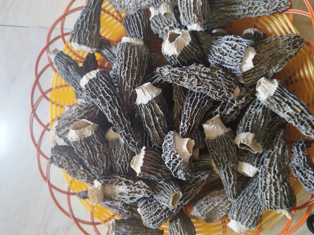 羊肚菌菇，可煲汤，可火锅