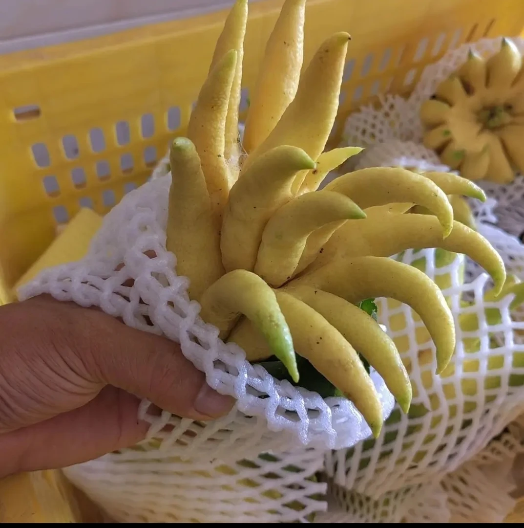 香黄果柑果生鲜水果