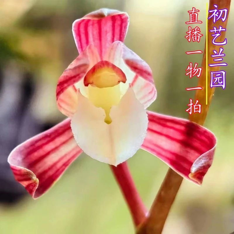 初艺兰园 直播间一物一拍 国兰名品