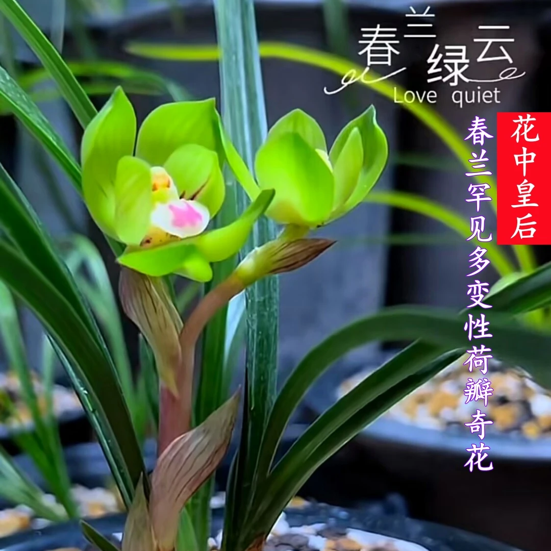 【绿云】兰花浓香矮种春兰春冬带花苞绿云皇后盆栽阳台客厅室内花卉