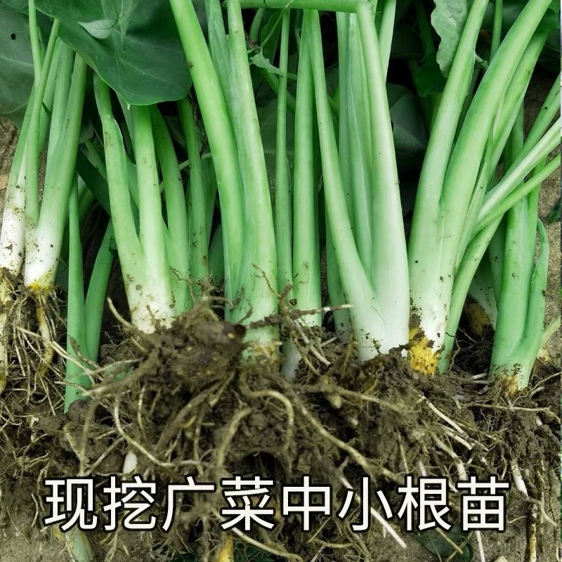 广西贵州广菜芋苗种芋苗芋蒙芋荷种 蔬菜白芋荷盆栽种植 绿植盆景