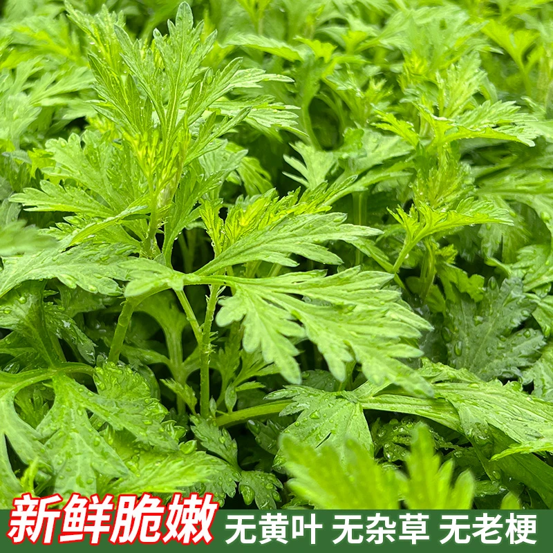 杨小艾客家新鲜食用艾草叶可做青团艾叶糍粑清明果艾粄艾丸艾米果
