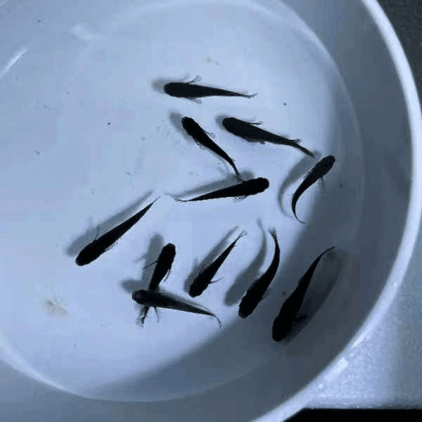 观背青鳉，观背青鳉小型冷水观赏鱼包邮包损