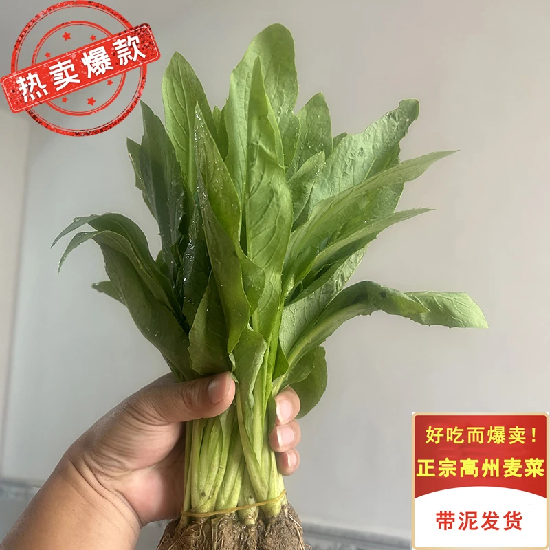 正宗高州甜麦生长带头带泥发货四季可阳台绿植新鲜甜软口感易种活