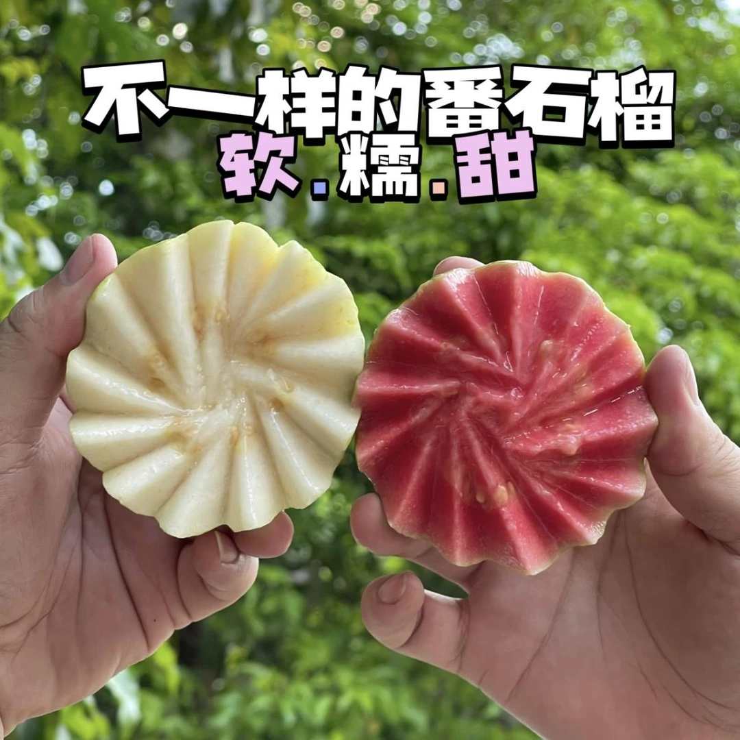 甄选自营白心红心芭乐香甜奶油番石榴现摘现采奶油坏果包赔好吃