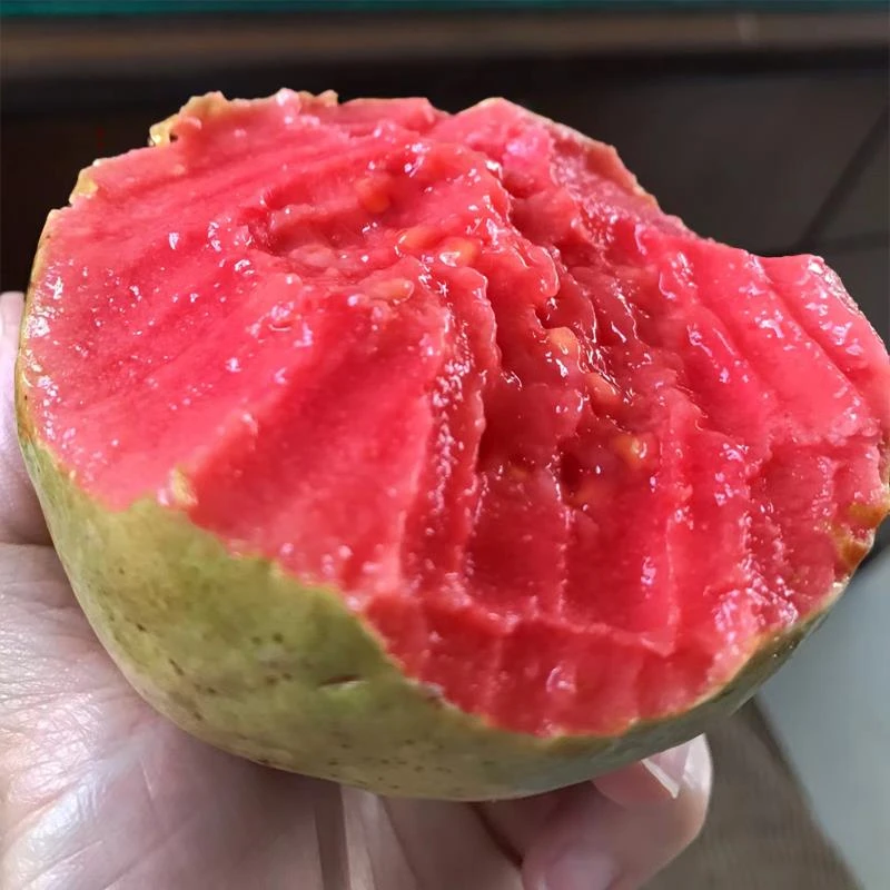 湛江红心软芭乐草莓番石榴软糯香甜榴莲火龙果健身维生素产地直发