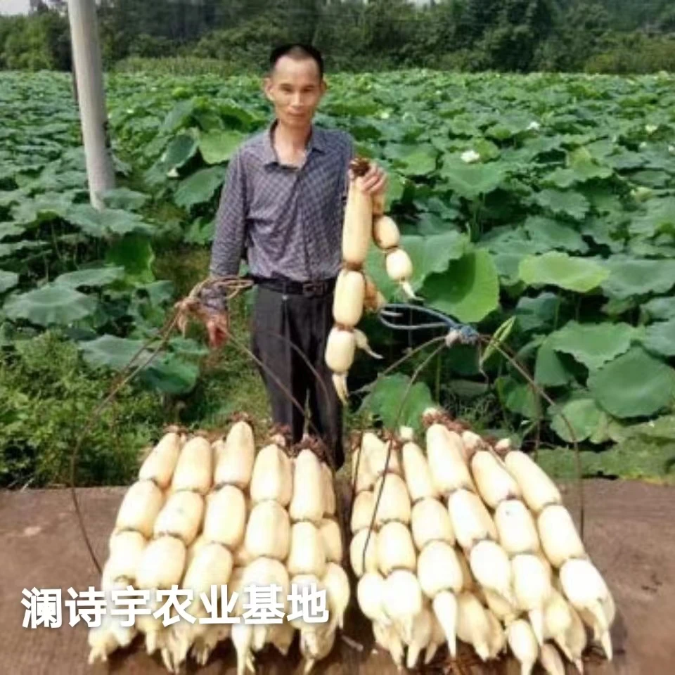 高产食用莲藕苗粉藕苗浅水藕苗藕芽大型盆栽观赏荷花苗深水水果藕
